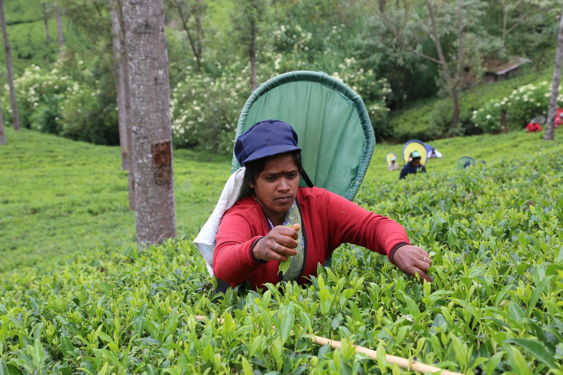 Tea Plantation Experience